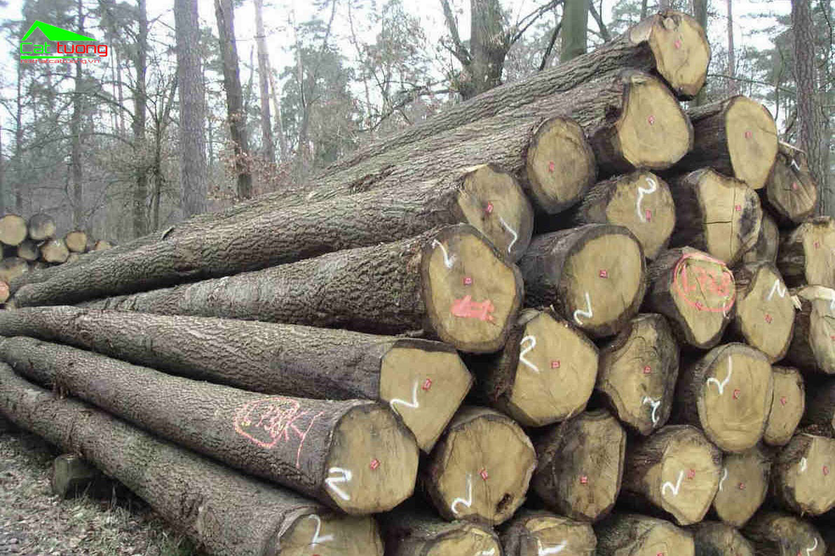 Giá gỗ sồi
