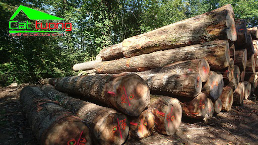 Giá gỗ sồi tự nhiên