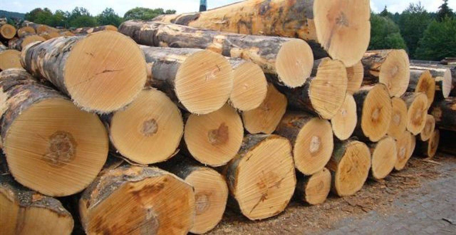 Cây gỗ sồi tròn được khai thác